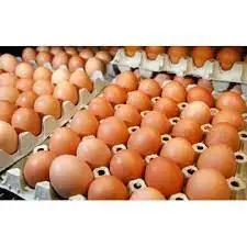 Wholesale Fresh Brown/ White  Chicken Table Eggs