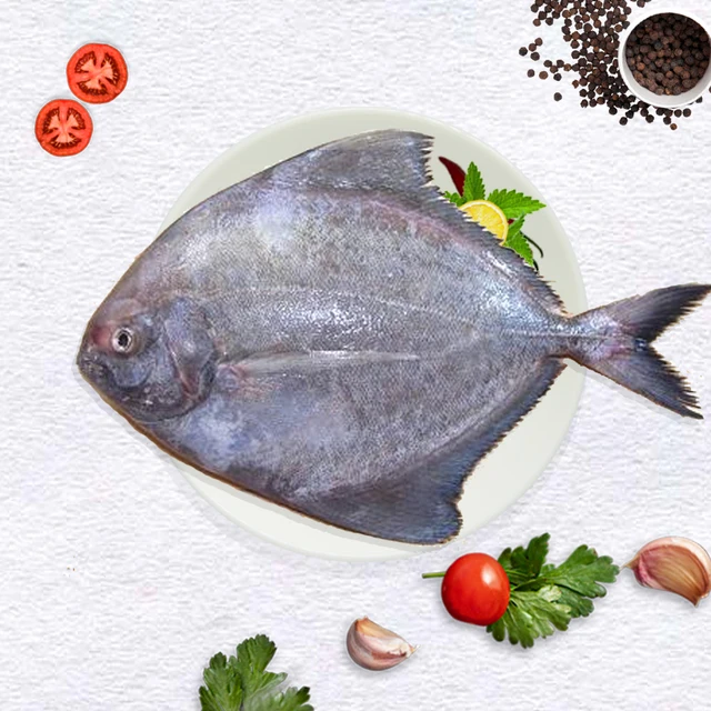 The Best Seller Frozen Black Pomfret Made In Viet Nam with Best Price (ThaiLien company, Ms Fiona +84908794118)