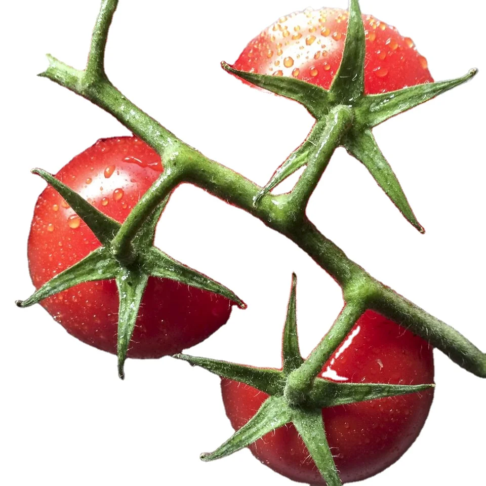 Высокопроизводительный экспорт томатов для посева в упаковке HDPP (11000000962467)