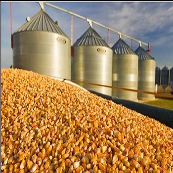 High-Quality Yellow  Corn