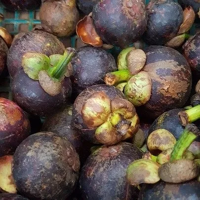  Highly Recommend Fresh Fruit - Mangosteen From Viet Nam Farm