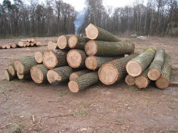 European White Oak Saw Logs, 30+ cm
