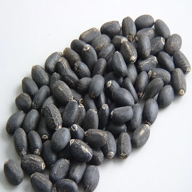High Quality Improve Material Mechanical Properties And Reduce Costs From Benin CRUDE JATROPHA OIL/ JATROPHA SEED