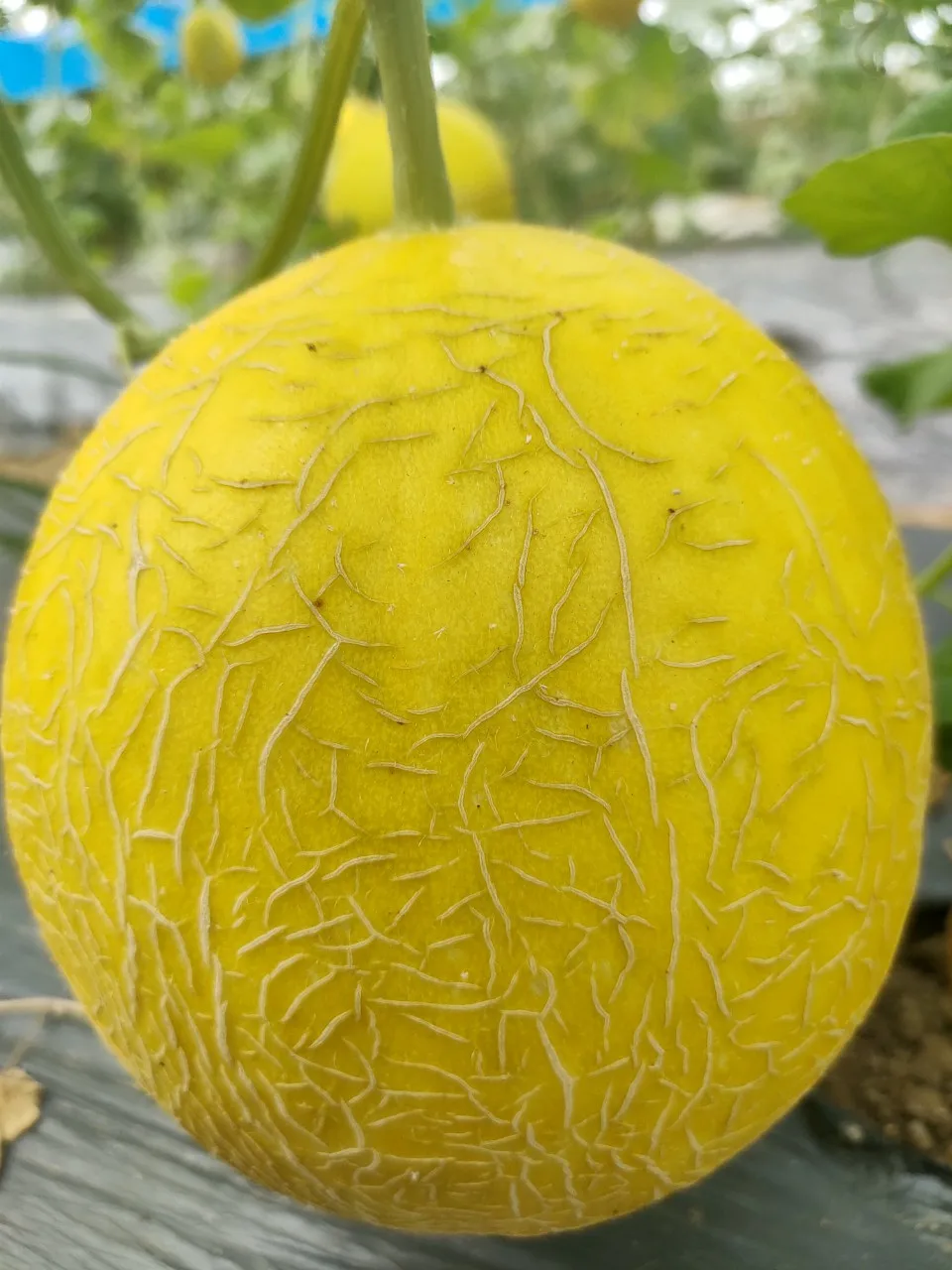Желтая канарская дыня, низкая цена, высокое качество от компании во Вьетнаме, Свяжитесь сейчас