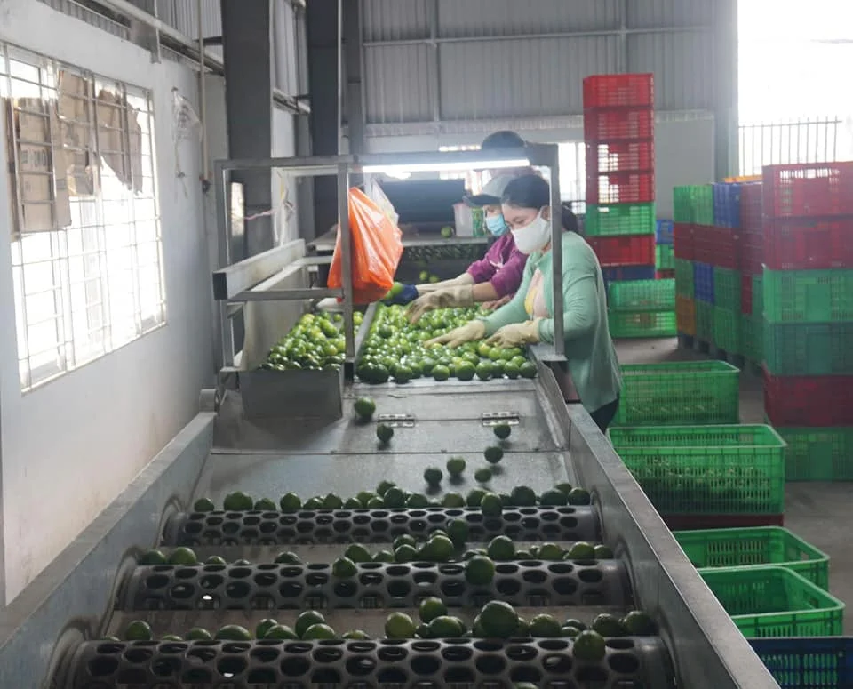 Свежий лайм/лимон без семян Вьетнам высокое качество лучшее предложение для экспорта свежий готов к отправке ЕС Азиатский рынок