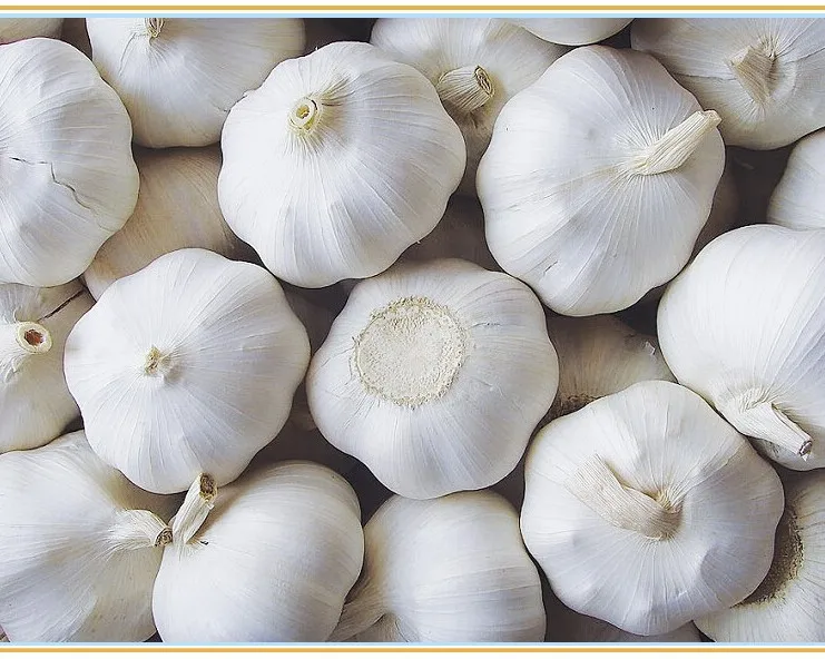 
Grade AAA Fresh garlic/Normal White Garlic/Pure White Garlic for sale 