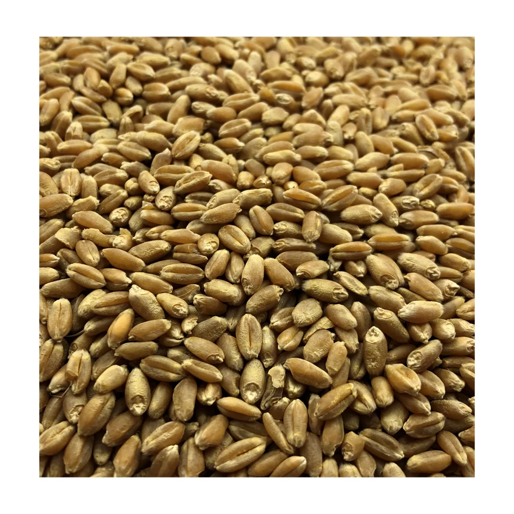 Great quality wheat  any quality requirements, wholesale prices