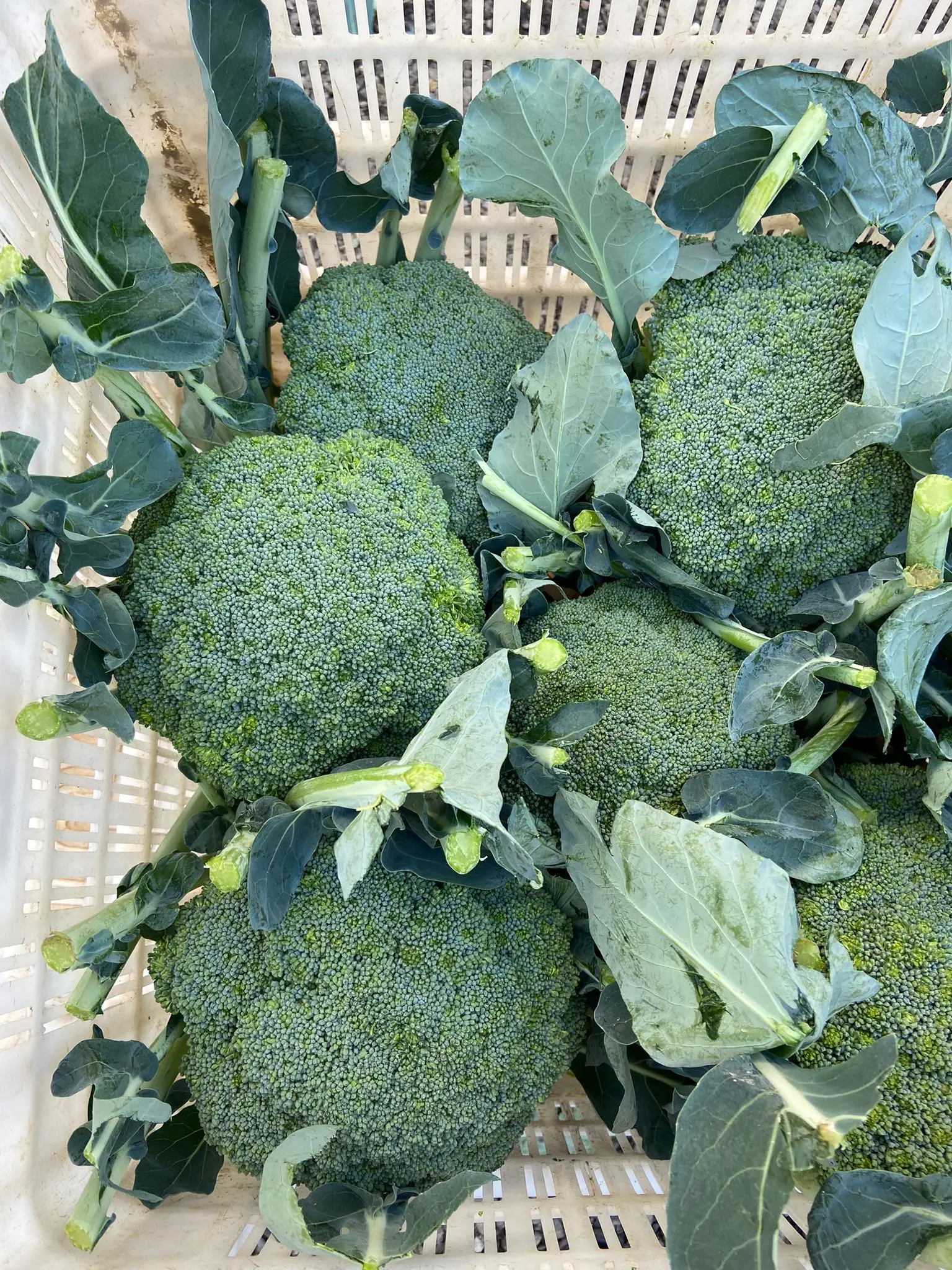 Wholesale Fresh Broccoli Vegetables FROM TURKEY New Crop 2021