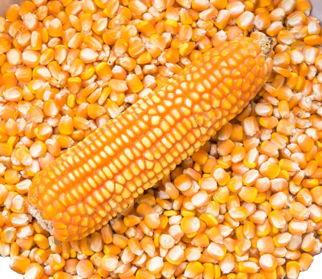 
Corn Yellow Corn Kernels Bulk 