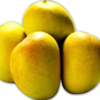 Best Quality Fresh Fruit Mango With Good Price For Wholesale / Wholesale Sweet Mango Fruit