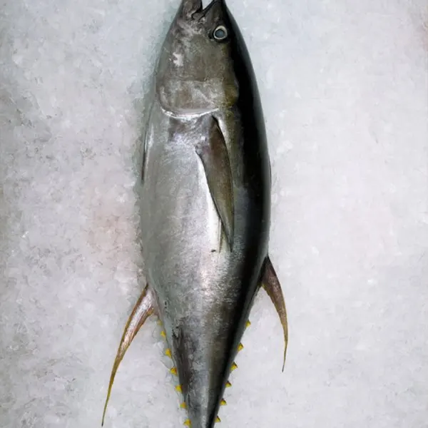 Frozen Skipjack Tuna / Skipjack Tuna Whole Round Fish