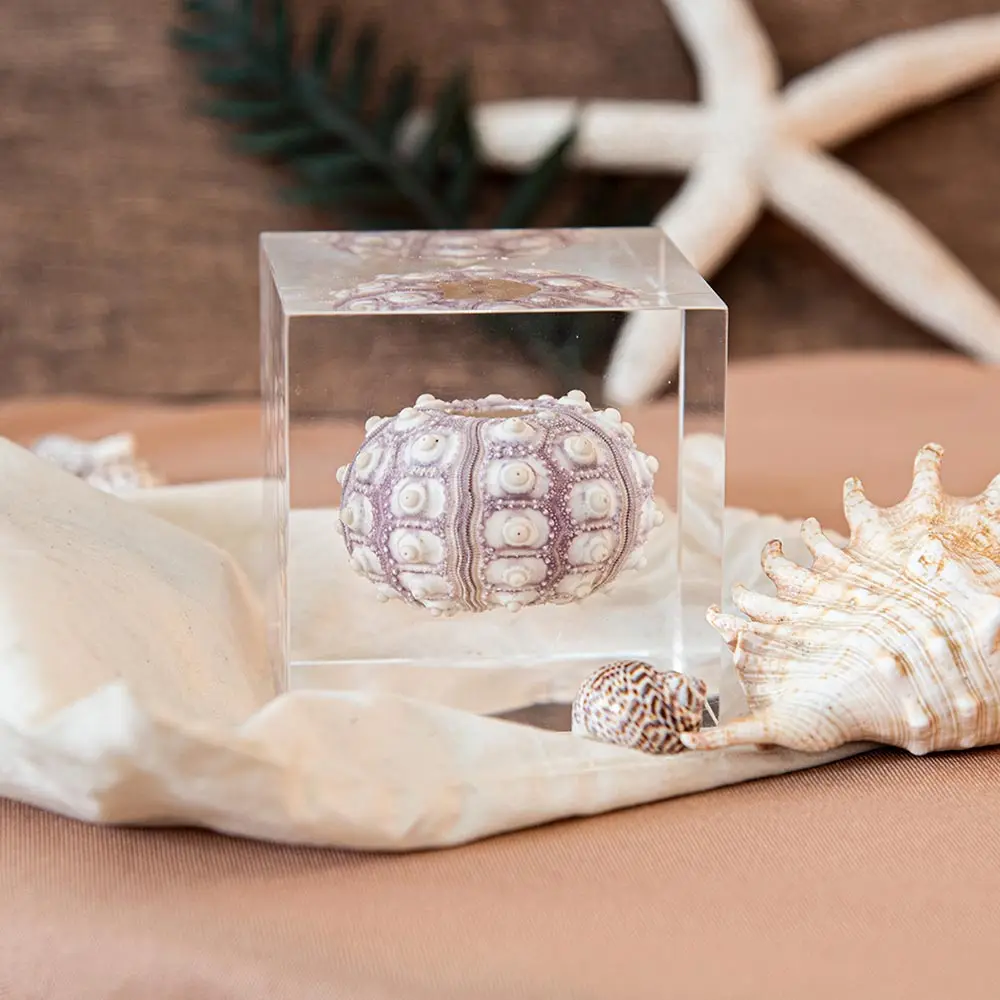 Ocean white clam sea shell table decor real urchin in transparent resin cube Nautical decorative specimen ornament