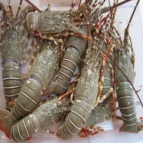 Frozen Lobster4.jpg