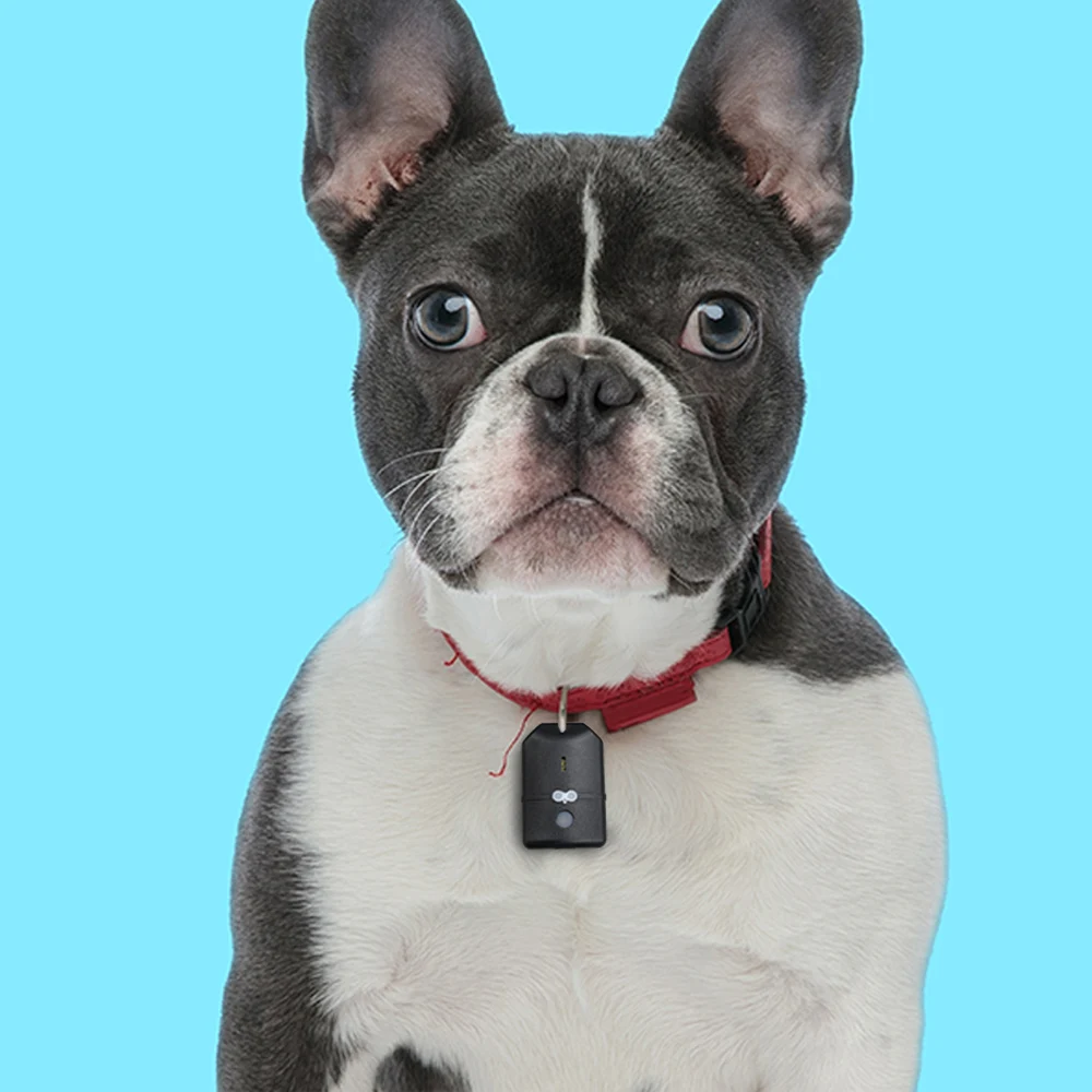 Горячая Распродажа Рекламная цена GPS-трекер для животных трекер домашних с трекером 3 бирки