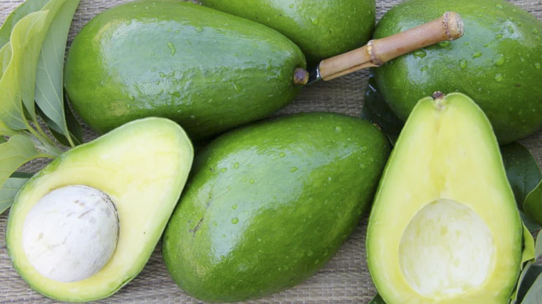 
2021 HASU New Crop Best Choice High quality Fresh Avocado Shipping from Vietnam 