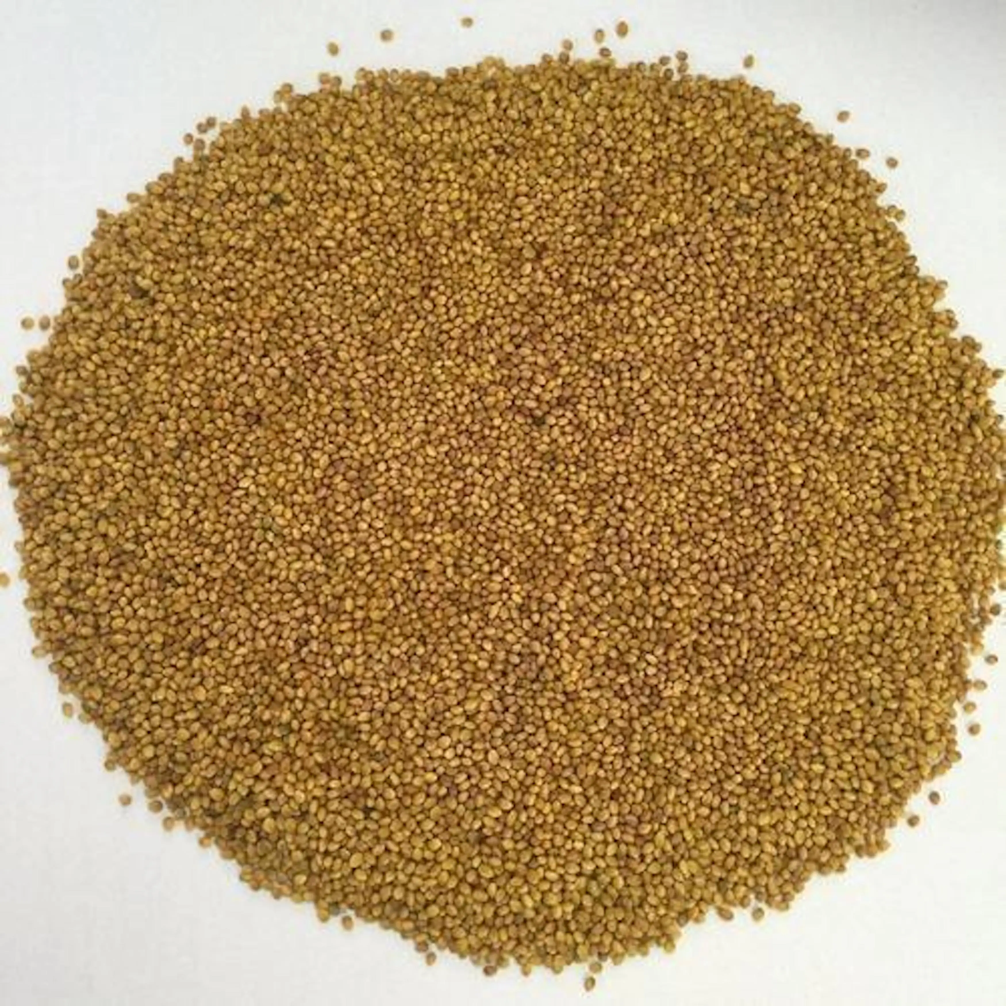 High Quality Forage Grass Seed for Pasture