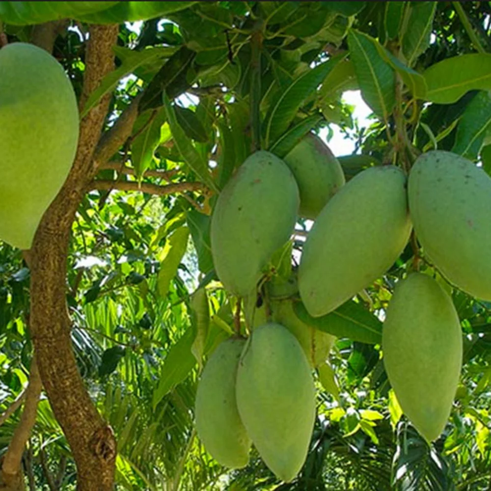 Famous CAT CHU Mango from Vietnam with Export quality / Guaranteed Sweet and Fresh (Ho Chi Minh Port)