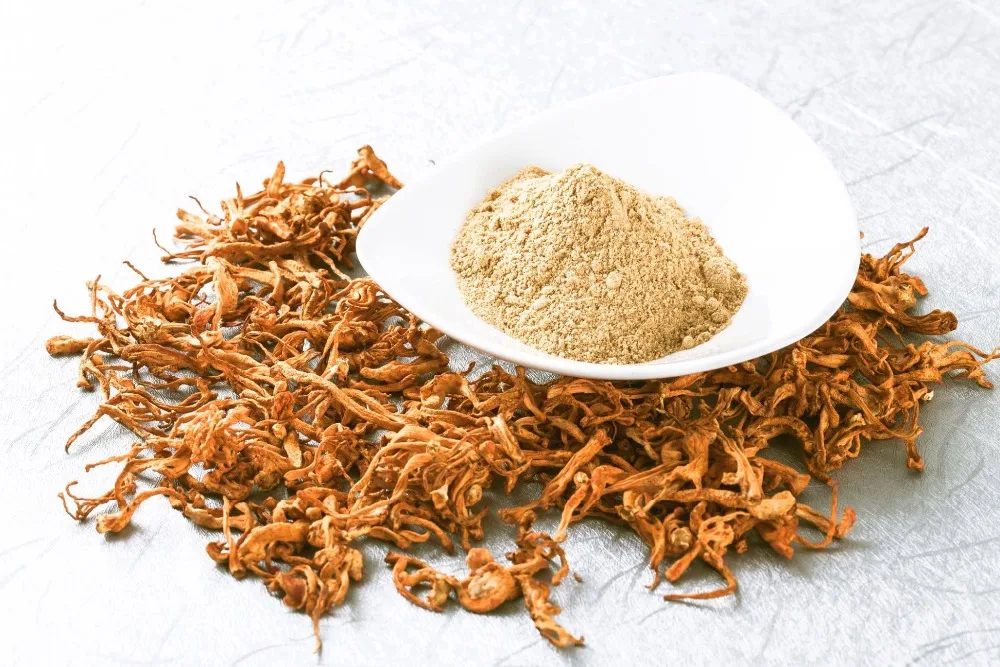 Cordyceps Militaris Healthy Product 100% Natural High Quality Product