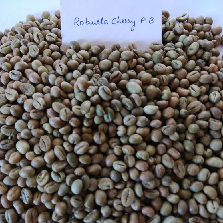 Промышленный Класс Robusta Cherry PB зеленые кофейные зерна немытые для экспорта оптовой продажи и заводской