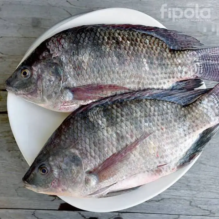 SELL FROZEN SEAFOOD SUPPLY BULK QUANTITY TILAPIA