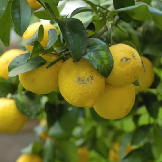 AGOLYN Fresh Fruit High Nutrition Juicy Lemon  best price / cheap price