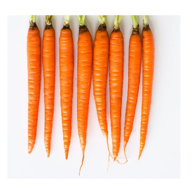
New Crop Fresh Carrots Best Selling In Reasonable Price 