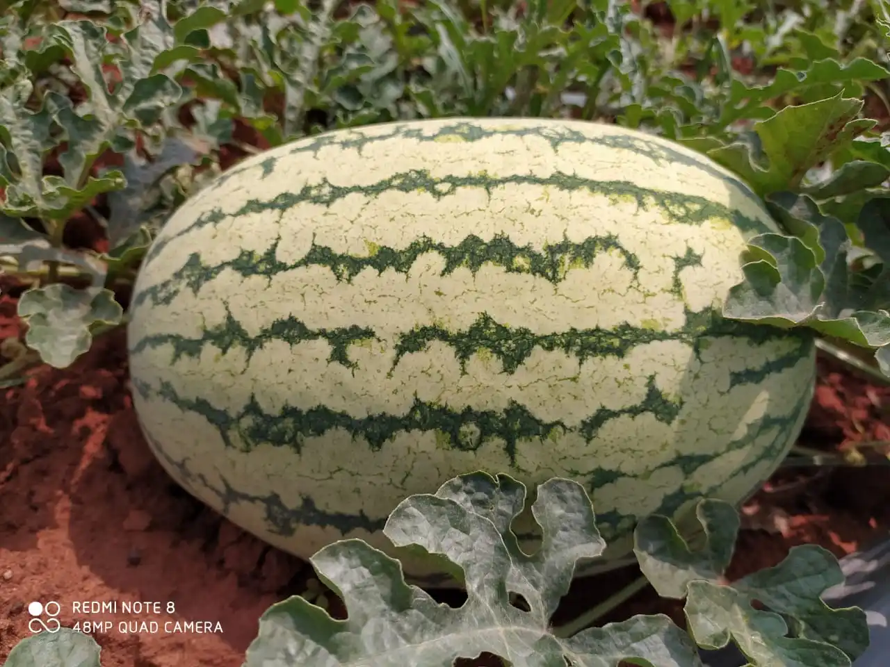 
HIGH YIELDING Alfa F1 HYBRID WATERMELON SEEDS FOR GHANA 