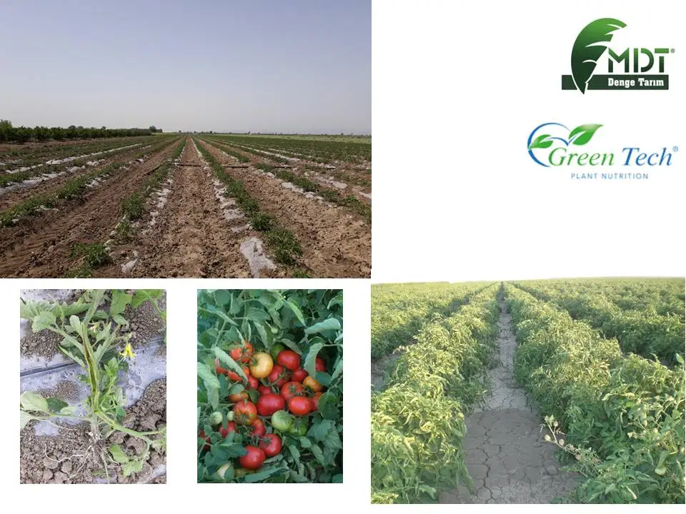 Green Tech Combi-Mix- Combi Mix- Micro Elements Mix With ACT Chelating - Powder Fertilizer With ACT( Active Cell Technology)