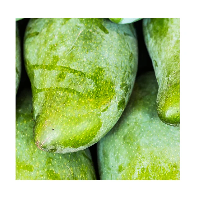 
Organic Pakistani Fresh Green Mangoes In Wholesale Price 