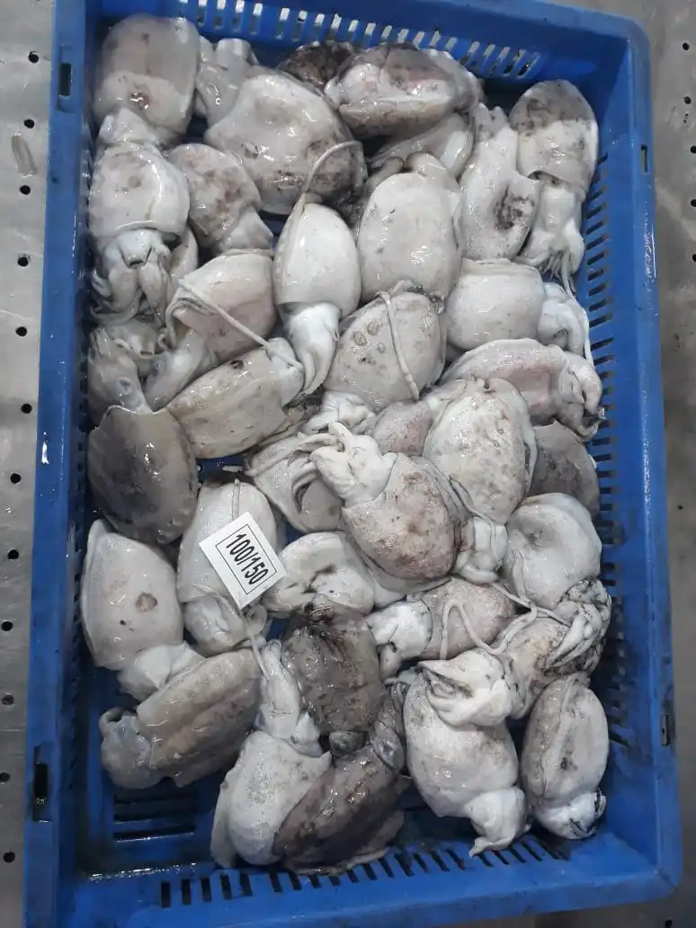 Высокое качество Замороженные тушки Каракатица блок из Индии