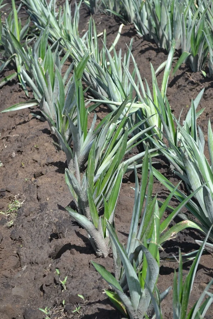 Саженцы ананаса по низкой цене