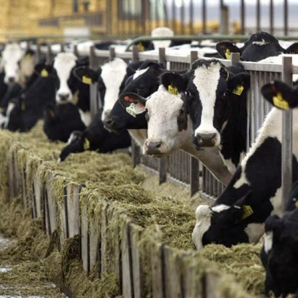 Хифферы Friesian Holstein для беременных коров