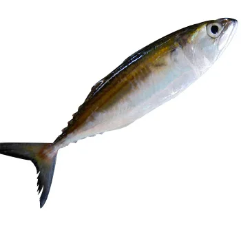Frozen Horse Mackerel /Pacific/Indian/Atlantic Mackerel fish for competitive rates.