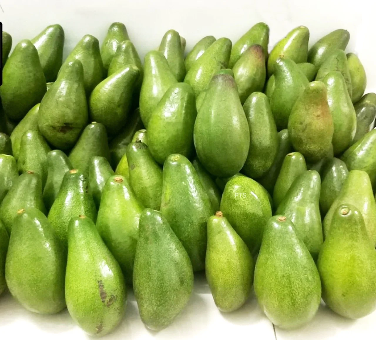 
New Crop Fresh Vietnam Avocado Good Price For Wholesale 