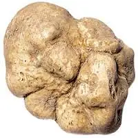 Made in Italy Food , natural truffle, packaged truffle, cream ,