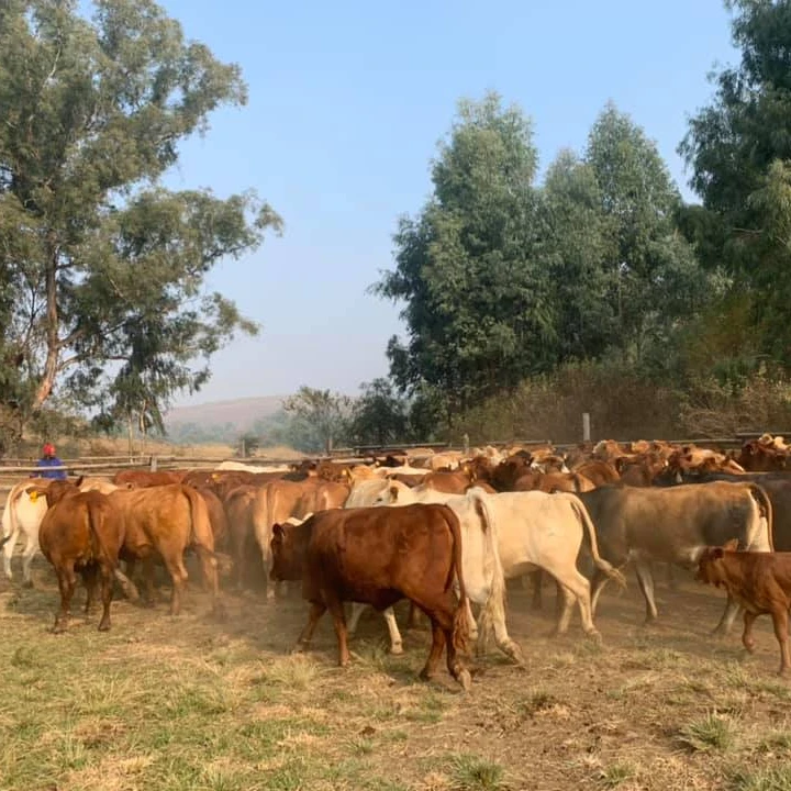 
Live Beef Master cattle For Sale 