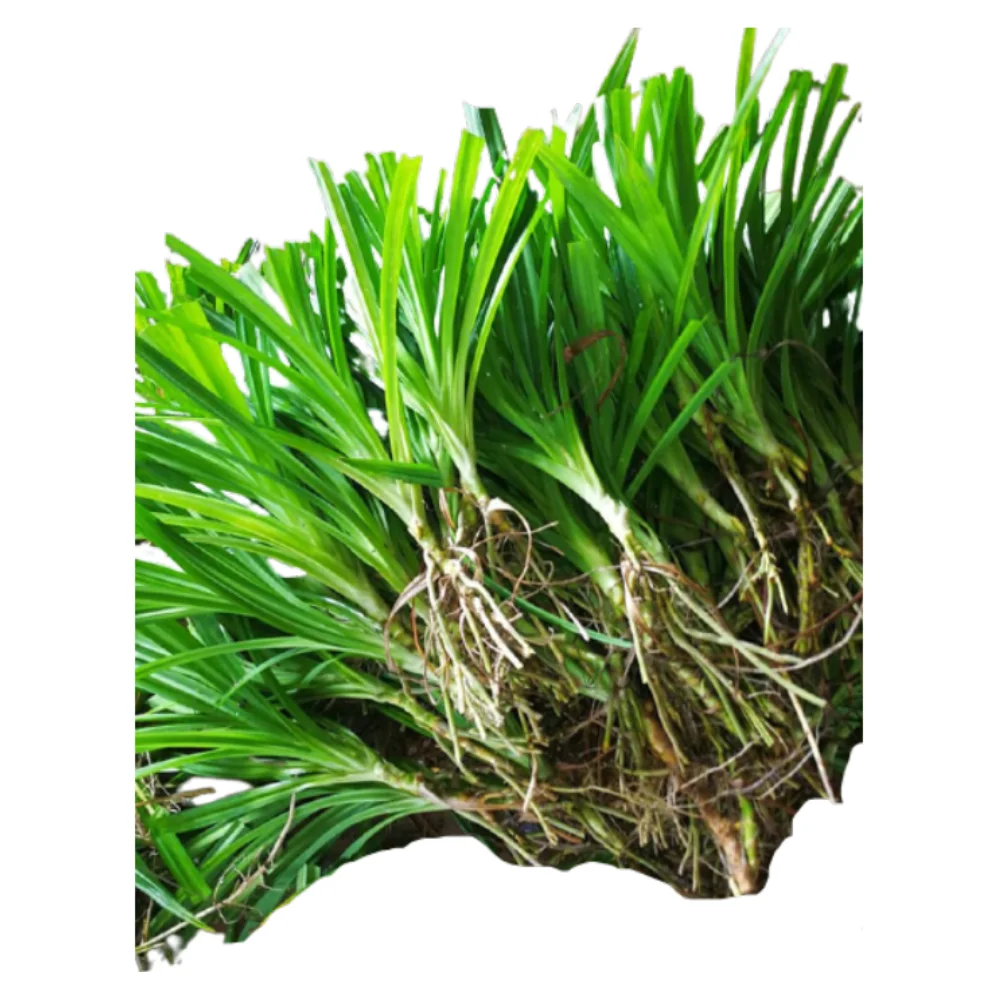 Fresh Pandan Leaf Best Price 100% Organic Natural from Thailand Single Herbs & Spices Green Raw 1 Kg