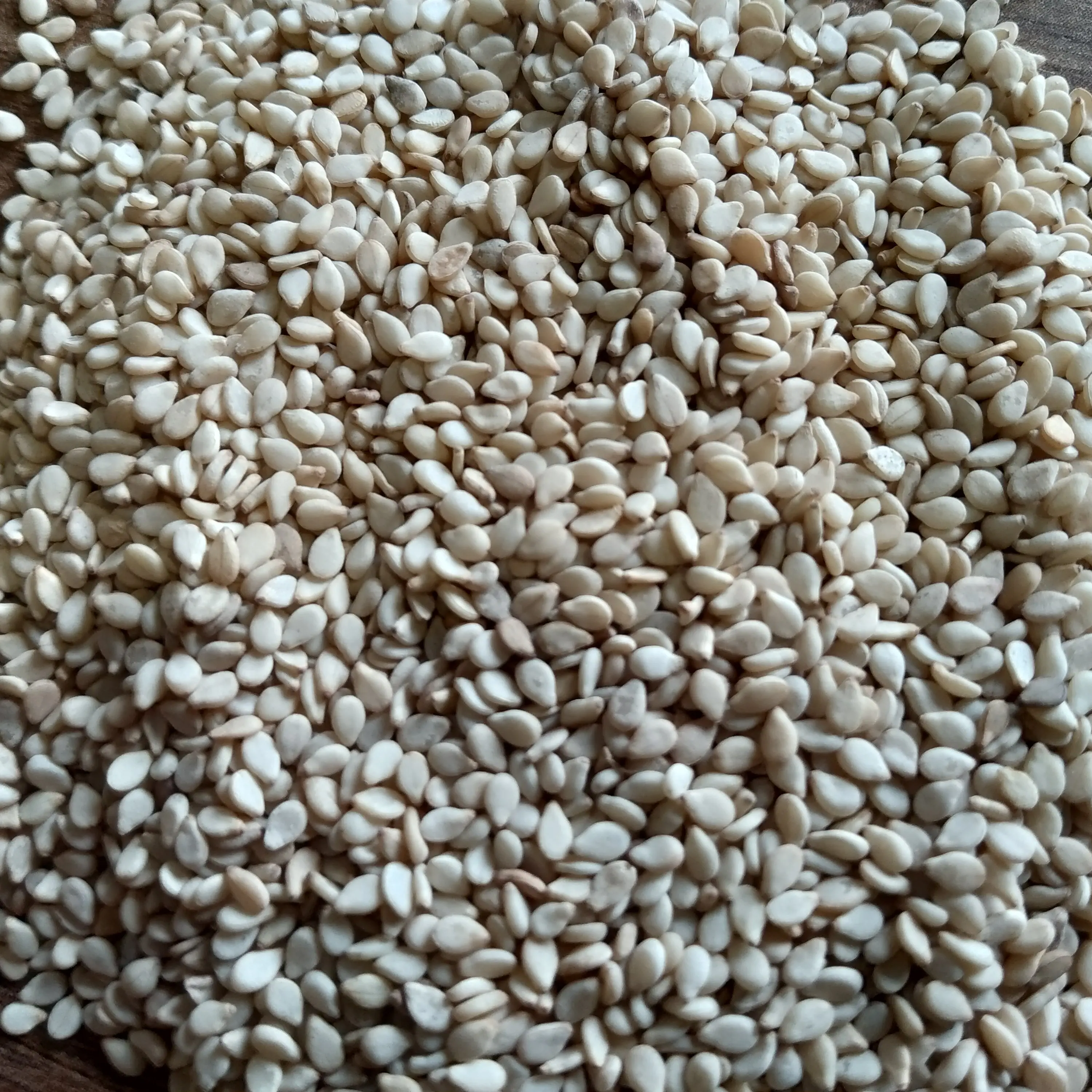 New Crop Natural White Sesame Seeds 99.95% With Packing of PP New Bag At Low Rate Export From India