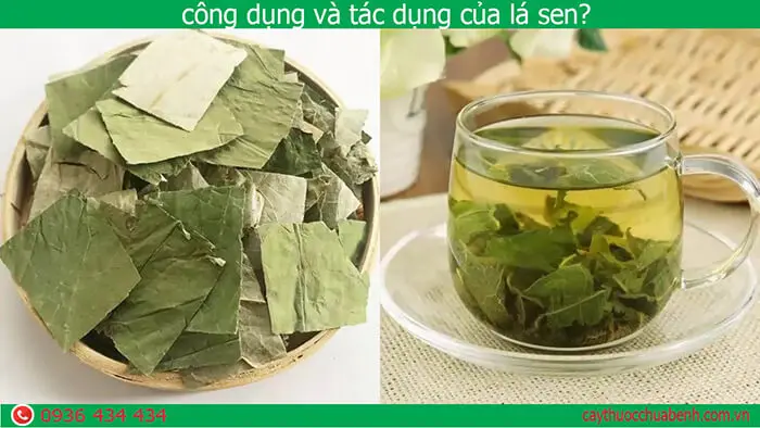 Лидер продаж экстракт листьев лотоса по лучшей цене // Ms Sofia + 84 789 946 878