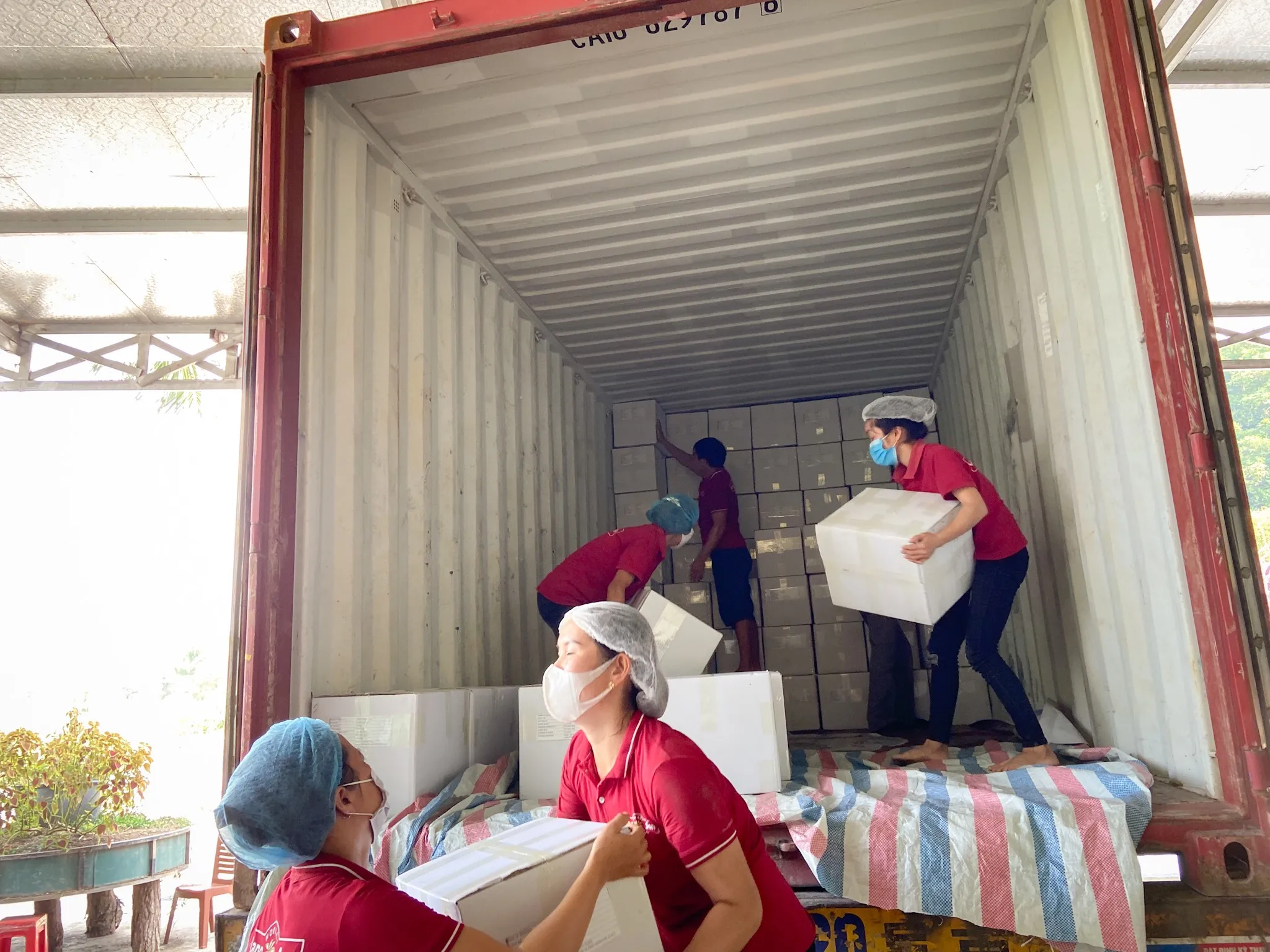 Чистый порошок аниса экстракт трав и специй экспорт из Вьетнама оптовая продажа