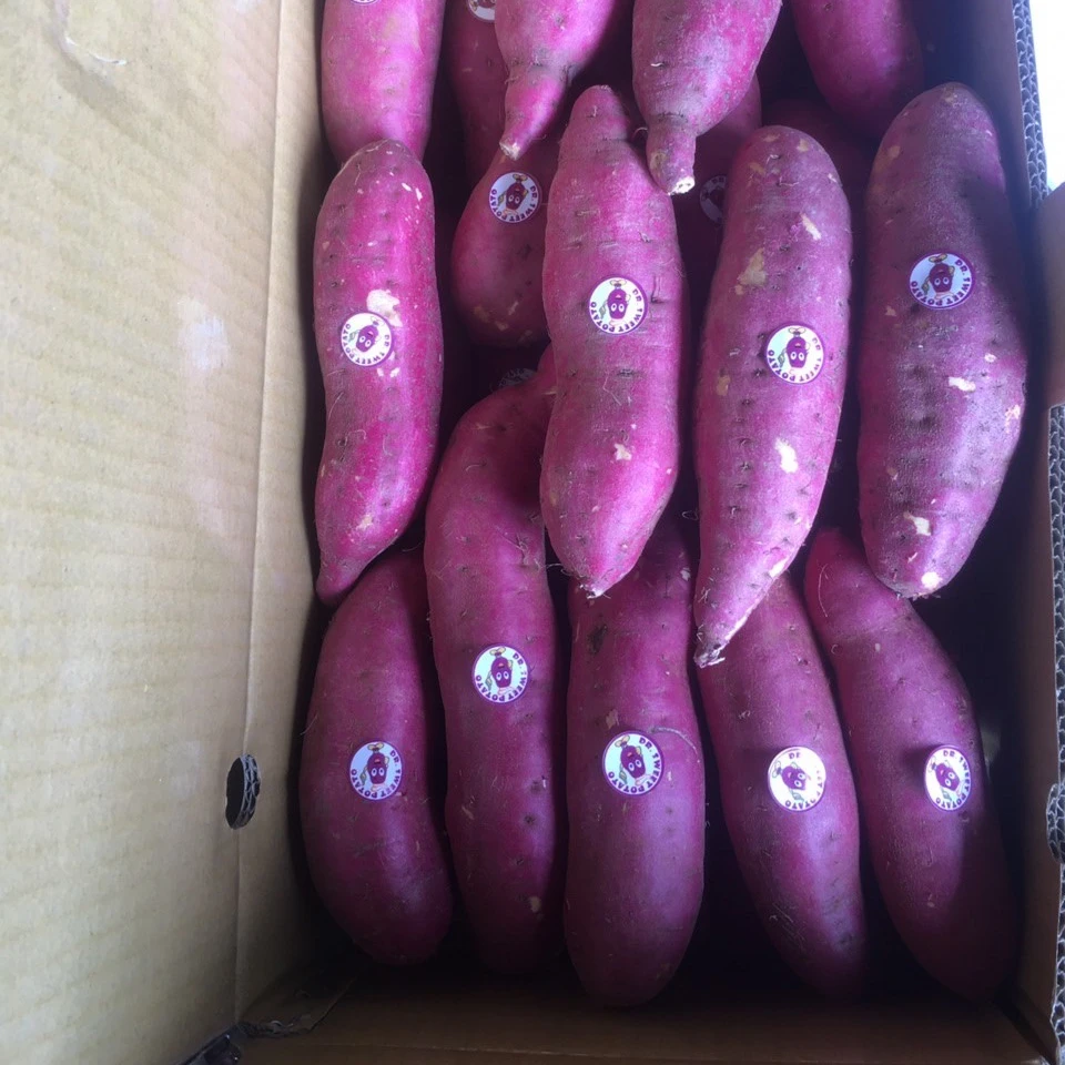 
Sweet potatoes with competitive prices and good quality from Vietnam 