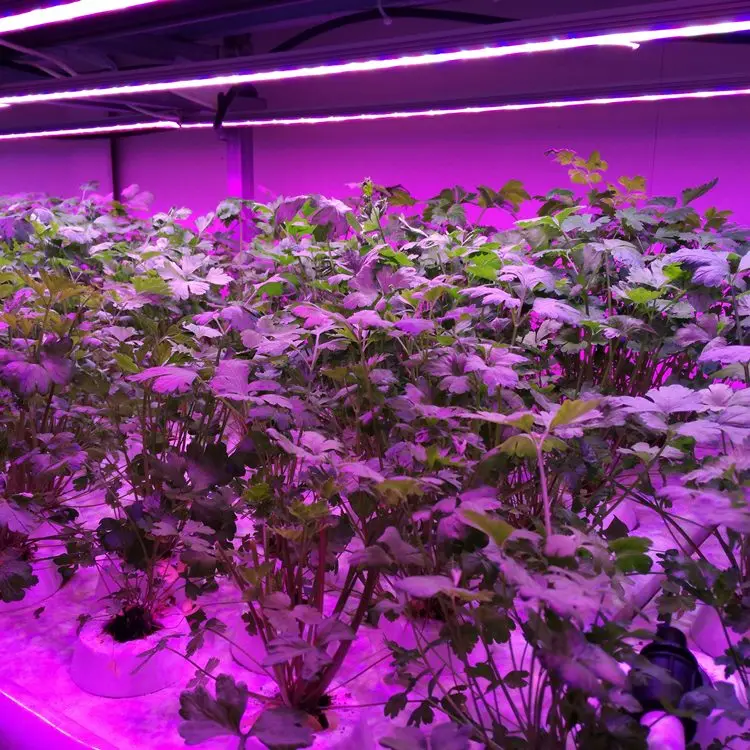 
Vertical Farming and Hydroponics for Commercial Greenhouses and Agriculture Indoor Systems 