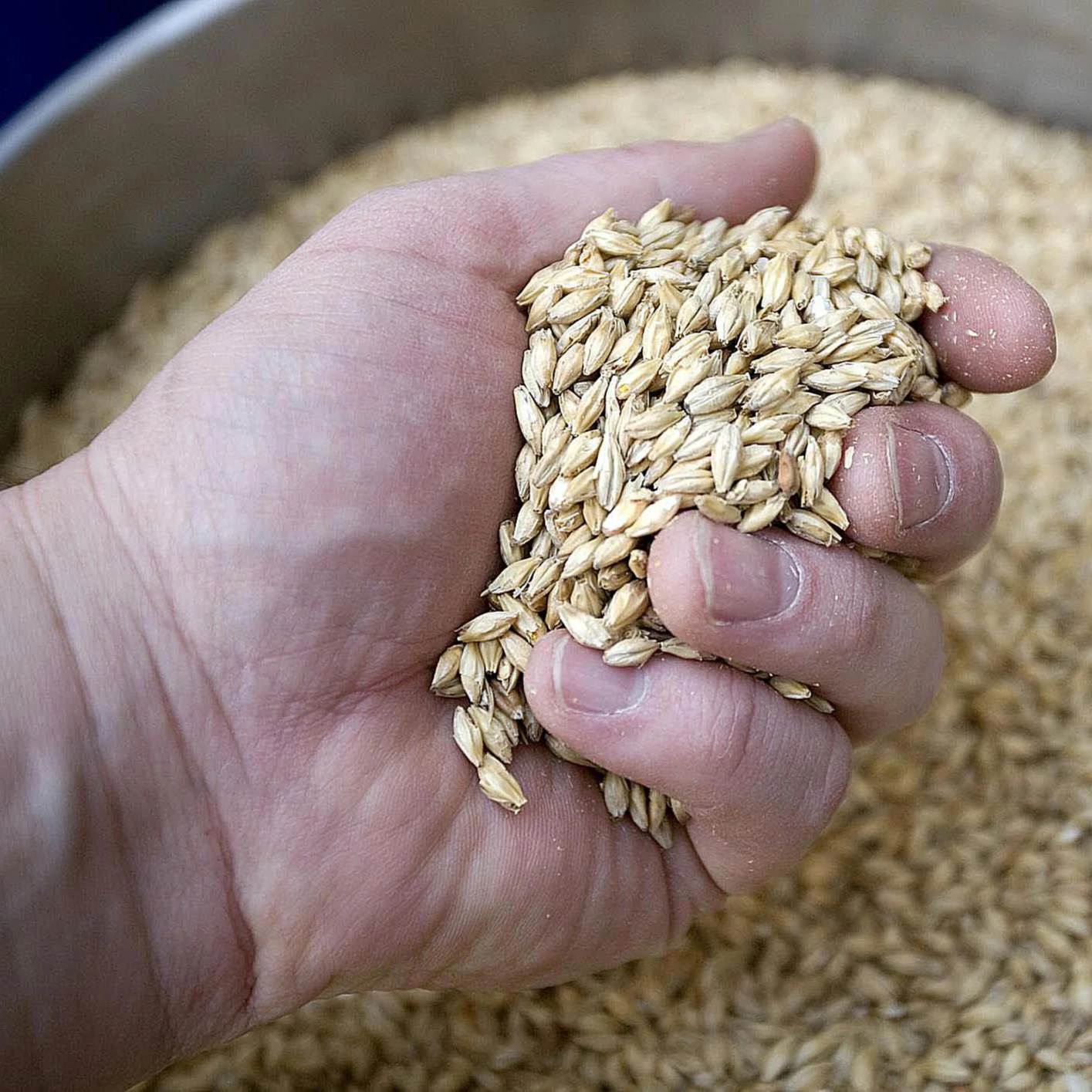 Низкие цены на кормовую ячмень для корма животных и потребления людей, возможна в настоящее время доставка по всему миру