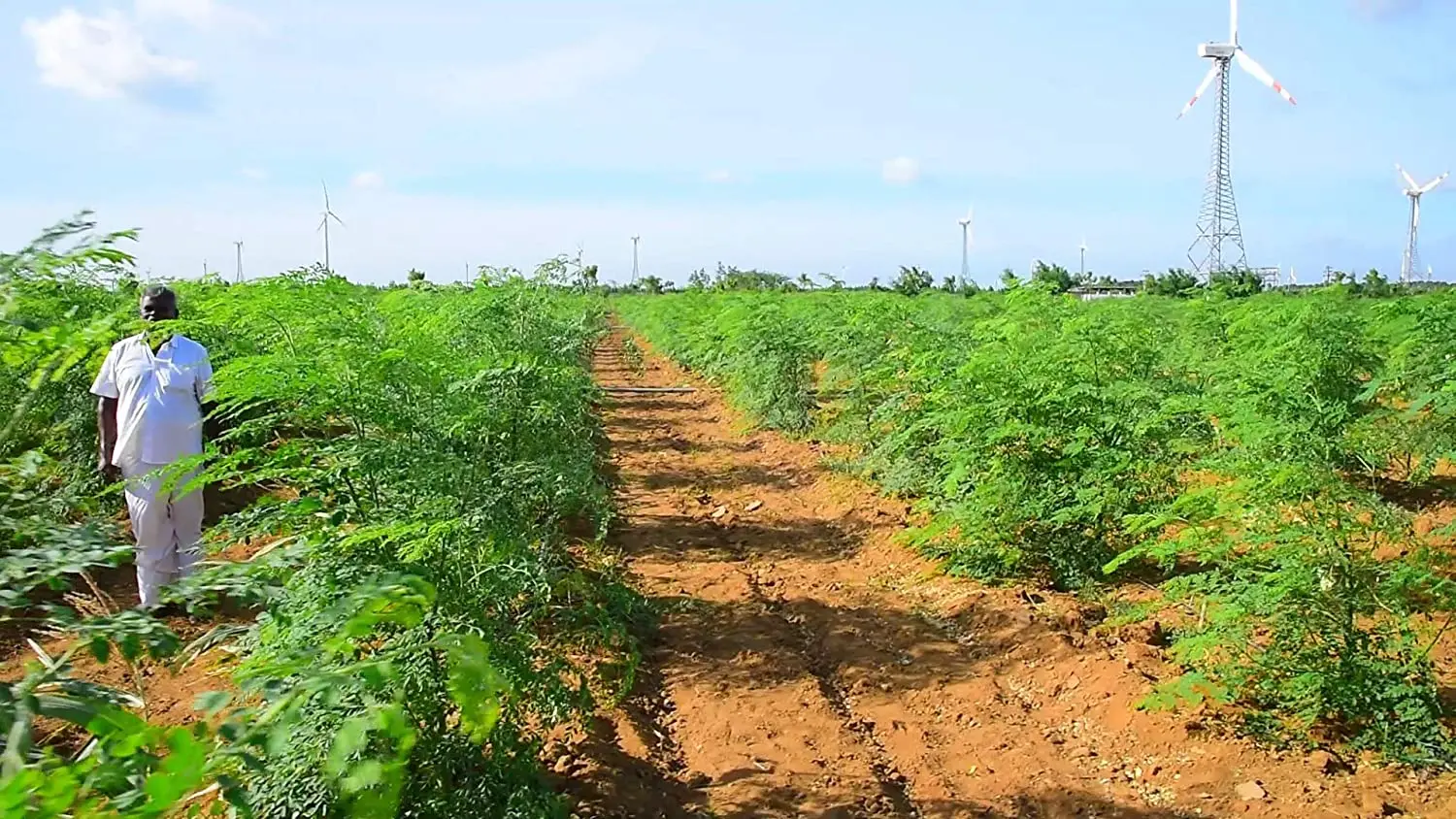 Moringa /Oleifera Seeds  for  Oil Extraction use  from India Agri Farm