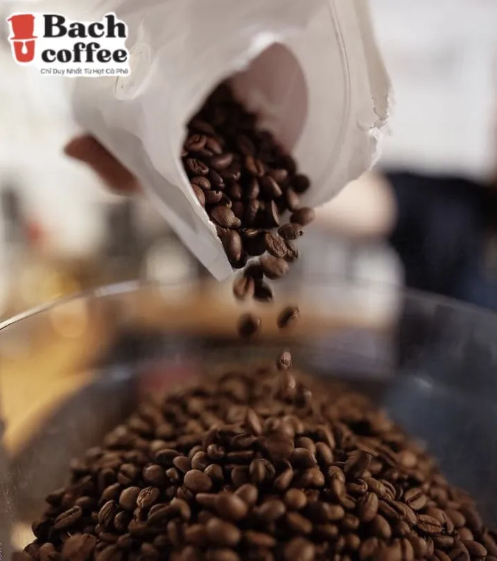  Kaffee Премиум вьетнамские цельные кофейные зерна (среднее обжарение)-100% Арабика изысканные полученные напрямую из фермы