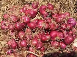 Fresh Red Onion- Onion Fresh High Quality  Whatsap 0084 989 322 607