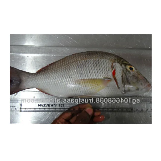 FROZEN EMPEROR FISH Max Custom Sea KOSHER Scaled Removed Emperor Whole Gutted Scale Off Frozen Fish Wholesale From Singapore