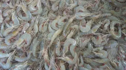 Vannamei Shrimp.
