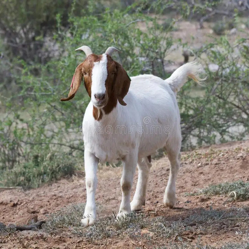 100% Pureblood Mature boer goat for sale
