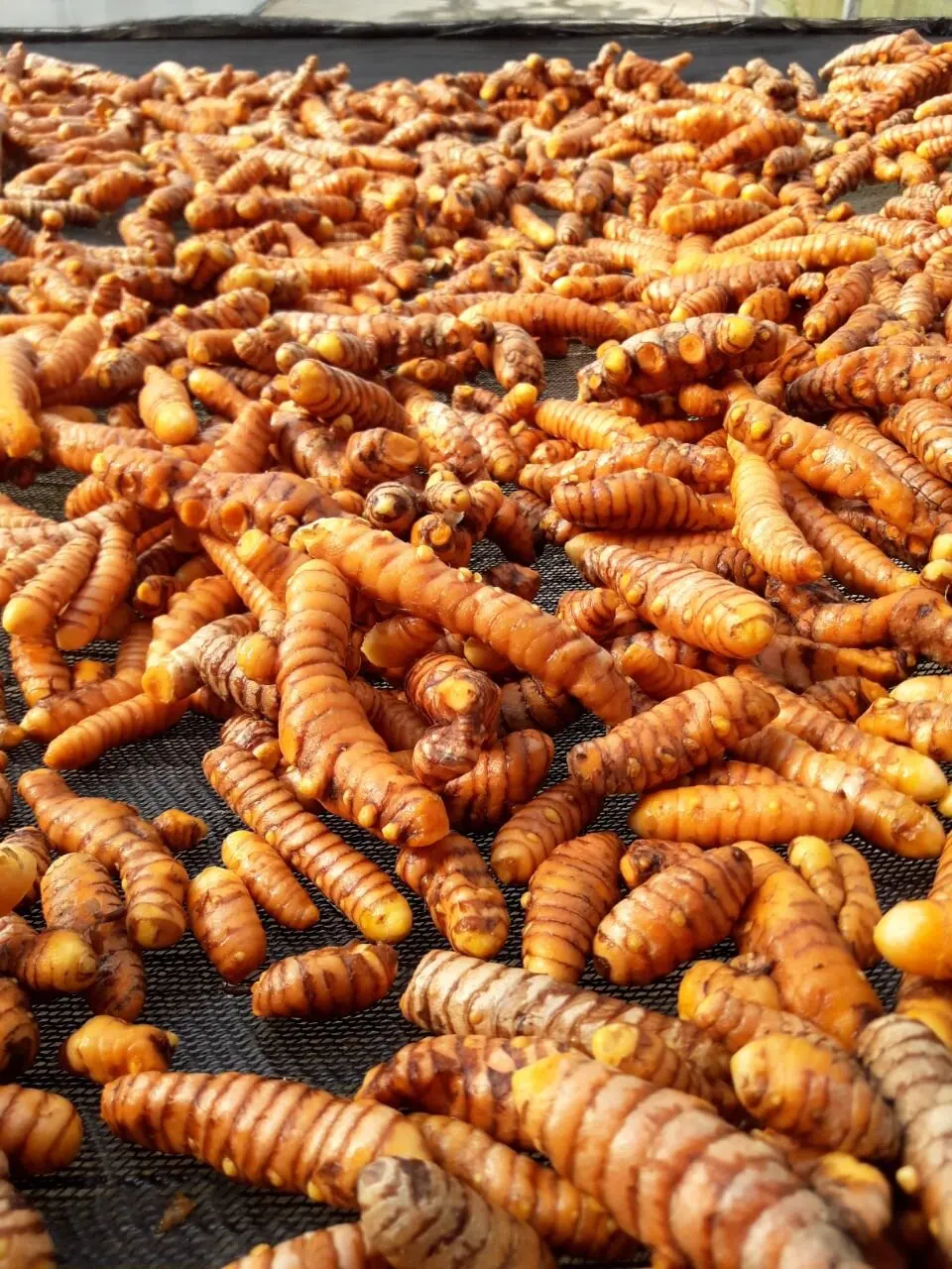 
FRESH TURMERIC VIETNAM ORIGIN 